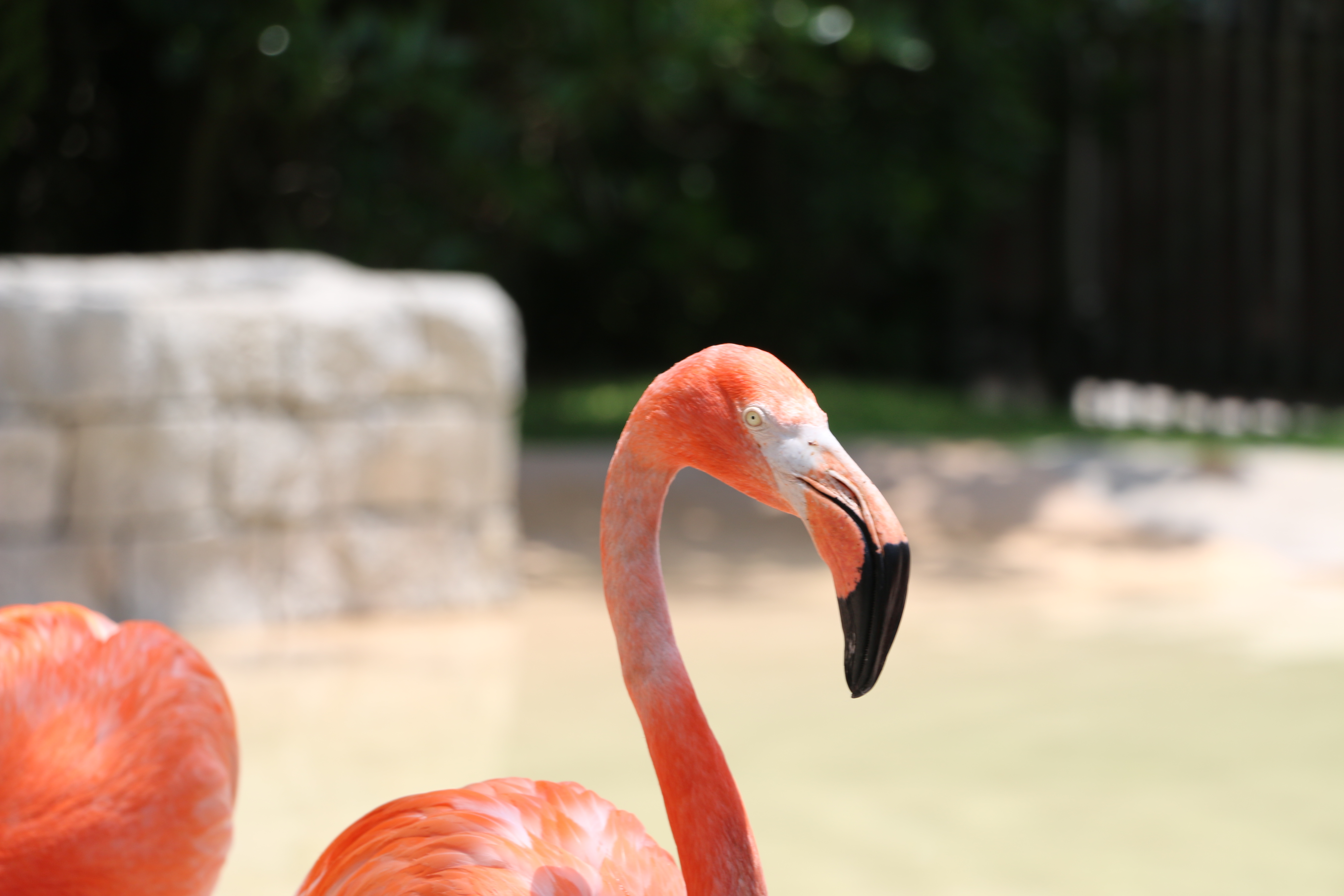 Animal Photography - Flamingo
